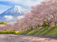 春櫻名古屋靜岡～SL大井川鐵道｜富士山櫻花絕景~岩本山.龍巖淵.日本平纜車.濱名湖遊船.牧之原茶園.岡崎城.螃蟹溫泉五日