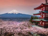 春櫻東京旅遊｜東京迪士尼.賞櫻百選.新倉淺間神社.淺草隅田川.三溪園.天晴號.橫濱纜車.和牛螃蟹美食五日