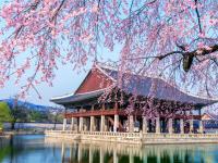 花現櫻花首爾旅遊｜賞櫻盛典～伊甸園櫻花路．湖嚴美術館．鎖住愛情．挑戰愛寶木製雲霄飛車．唯美櫻景景福宮五日｜高雄