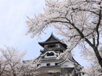 客製｜名古屋賞櫻吃飛騨牛.復古博物館.樂高樂園.鐘乳石洞.白鳥庭園迷你小團5日【專屬包車】天天出發※不含機票