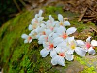 雲林旅遊｜一桐賞花趣~荷苞山桐花公園.西螺福興宮.千巧谷牛樂園牧場.菁寮老街一日｜高雄台南出發