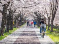 花現櫻花釜山旅遊｜粉嫩浪漫春櫻～鎮海櫻花慶典～余佐川羅曼史橋＆慶和火車站．海雲台膠囊列車＆櫻花大道．海東龍宮寺五日｜高雄