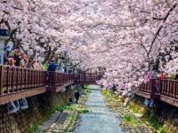 花現釜山鎮海旅遊｜小王子的櫻花林.羅曼史橋櫻花.溫泉川櫻花散步路.天空膠囊列車.大渚油菜花毯(一站購物彩妝)五日