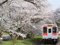 連休九州旅遊|浦之崎櫻花車站.豪斯登堡.三大蟹鍋物.長崎夜景溫泉五日|櫻花季