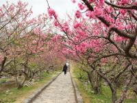 過年折3,000｜夜訪美國村燈祭．櫻花紛紛．琉球王國．美麗海．美食四日｜保住2晚美國村