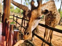 越南旅遊｜【星宇直飛富國島5日】親子共遊野生動物園士.珍珠樂園.富國大世界.香島跨海纜車.全程五星