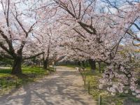 九州旅遊|賞櫻名所.舞鶴公園.萌熊電鐵.三大蟹鍋物吃到飽.阿蘇溫泉五日