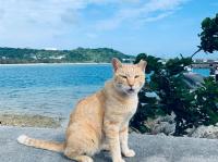 連休沖繩│戀上奧武島（猫島）．美國村．海景下午茶．海豚秀．琉球文化．OUTLET．輕旅四日│保住A級市中心飯店