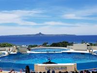 暑假預購折2000.沖繩旅遊｜美麗海水族館~海豚秀.系滿魚市場.北谷町美國村.一日自由活動四日｜台中出發