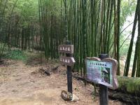 嘉雲旅遊｜櫻花祭｜秘境寒溪呢森林人文叡地.台版小京都嵐山竹林一日｜中部出發