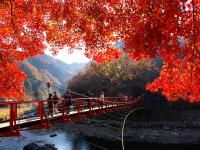 北陸旅遊｜台灣虎航｜五星之宿～楓紅立山黑部～童話合掌村.兼六園.小原四季櫻花季.鶴仙溪.上高地五日｜萬怡酒店｜高雄來回