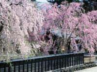 輕奢旅│東北賞櫻百選名景弘前公園．日本街道百選十和田市官廳街通駒街道．秘湯強首溫泉．三鐵道7日