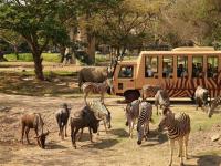 峇里島｜同樂峇里、SAFARI動物園、山林秘境、獨棟泳池VILLA(兩人成行)