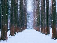 冬遊首爾｜保住鬧區飯店．滑雪體驗．暢玩樂天世界．景福宮韓服體驗．星空圖書館．南怡島雪景．跆拳秀(一站購物彩妝)五日｜高雄