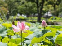 高雄旅遊｜寒軒飯店.蓮池潭蓮花季.輕軌體驗.澄清湖.百年舊鐵橋二日遊｜大人囝仔