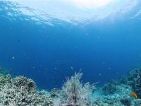 《水漾宿霧》暢遊雙島(沙丁魚風暴、出海追豚、資生堂島浮潛、巴里卡薩斷層、頂級濱海度假村5日(兩人成行)