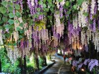 嘉南旅遊｜大人囝仔｜阿里山賞櫻．大坑休閒農場紫藤花．洲際嘉義福容voco酒店二日｜中部出發