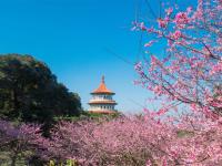 走春餘位｜雙北旅遊｜天元宮粉櫻飄揚、滿月圓森呼吸、淡水老街走春、台北漢來二日遊｜高雄台南出發