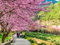 武陵農場櫻花季．預購折1千｜合歡山.松雪樓.千櫻園賞櫻.入住福壽山農場三日｜台中出發