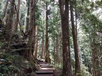 大東北角｜宜蘭旅遊.太平山森林浴.原始林步道.全球最美見晴步道一日｜大人囝仔