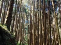 嘉義旅遊｜《特富野古道》最美步道重新開放.柳杉環繞.奮起湖鐵路便當一日｜高雄出發