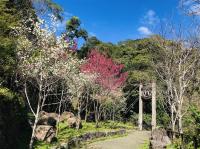 嘉義｜賀歲早鳥享優惠｜鄒族文化部落.歌舞表演.嚐阿里山高山茶.饗食部落風味餐.迷糊步道一日