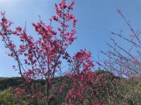 嘉義｜逐鹿梅花鹿園.阿里山迷糊步道賞櫻.故宮南院.城堡.耐斯王子大飯店一泊二食二日｜高雄台南