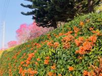 苗栗｜黃澄澄的花海～銅鑼炮仗花海公園.品遊慢城南庄老街１日｜高雄出發