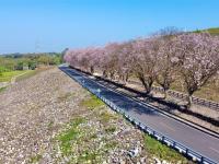 台南旅遊｜香榭大道南洋櫻．白河林初埤．五星桂田酒店阿力海晚餐二日｜中部出發