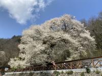 新竹旅遊｜觀霧山莊霧社櫻王.雪霸農場.老爺自助晚餐二日｜中部出發