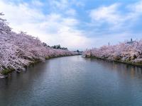 【主題旅遊】2025青森櫻花馬拉松5日(保證名額)