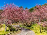 宜蘭旅遊｜武陵農場櫻花季.最高折1千｜河濱櫻花公園.陽明山＆天元宮賞櫻.礁溪老爺酒店三日｜台中出發