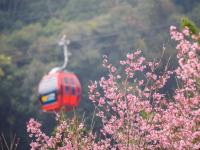 南投旅遊｜2025九族文化村櫻花祭｜獨家賞夜櫻下午茶．日月潭纜車一日｜中部出發