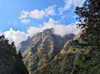 嘉義旅遊｜【阿里山櫻花季】阿里山森林遊樂區春季賞櫻１日｜高雄出發