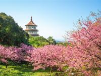 北桃苗旅遊｜探索賞櫻景點.淡水無極天元宮.老爺會館二日｜中部出發