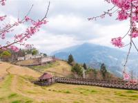 南投旅遊|一次遊覽百岳&櫻花~清境櫻花羊咩咩~征服石門山.埔里地母廟二日