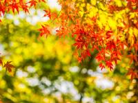 經典北海道旅遊｜紅葉絕景.函館纜車.企鵝遊行.熊牧場.小樽運河.三大螃蟹溫泉五日｜保住四晚溫泉