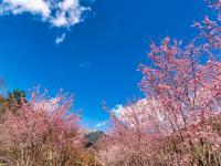 武陵農場櫻花季．宜蘭旅遊｜崙埤櫻花公園.基隆塔.三貂嶺瀑布.黃金溫泉X雙煙波三日｜台中出發