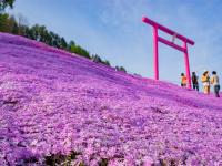 第2人折3000｜北海道｜浪漫芝櫻花海．千年之森．阿寒湖遊船．層雲峽流星瀑布．三大蟹6日【四晚溫泉】【高雄直飛】