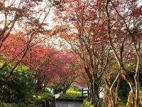 宜蘭旅遊｜太平山紫葉槭春楓、世界級見晴懷古步道、宜蘭煙波連泊三日遊｜高雄台南出發