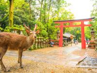 省最大超值四都京阪神奈│奈良東大寺.梅花鹿公園.嵐山渡月橋.開運達摩勝尾寺.有馬溫泉散策.日本環球影城六日