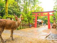 省最大超值四都京阪神奈│奈良東大寺.梅花鹿公園.嵐山渡月橋.開運達摩勝尾寺.有馬溫泉散策.日本環球影城六日