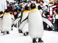 北海道旅遊│夢幻熱氣球、森林精靈露台、青池、旭山動物園、小樽、溫泉美食六日│三晚溫泉