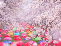 花現釜山鎮海旅遊｜羅曼史橋櫻花.頭流公園夜櫻.仙岩湖櫻花散步路.海雲台列車.西面南浦購物樂(一站購物彩妝)五日