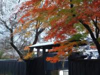 花卷旅遊｜丹楓迎秋~楓染奧入瀨溪．角館．十和田湖遊船．八甲田山纜車．賞楓鐵道．一口麵．採果溫泉五日