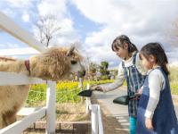 過年折3,000｜京阪神奈.環球影城.神戶動物王國.átoa水族館.奈良小鹿.和服體驗.採果體驗五日｜兩晚五星兩晚環球旁