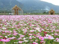 春節折500．花蓮旅遊│慶修院.撒固兒步道.富里春季花海.東大門夜市.新城諾亞方舟三日｜台中出發