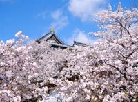 北海道旅遊｜百選春櫻絕景.松前城.五稜郭粉紅星星.函館纜車.小樽運河.螃蟹美食五日