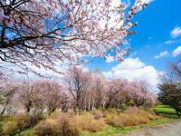 春櫻名所北海道｜函館纜車.尼克斯企鵝.白色戀人.小樽風情.三大蟹吃到飽.三晚溫泉.六日｜【高雄直飛】