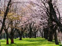 春櫻北海道｜函館纜車.登別櫻花隧道.春櫻五稜郭公園.尼克斯企鵝.小樽漫遊.三大蟹暢食.保住二晚溫泉.五日｜【高雄直飛】